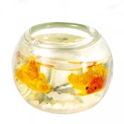 Single Glass Fish Bowl, Assorted Colors