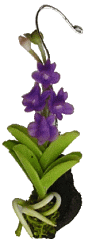 Hanging Orchid Purple