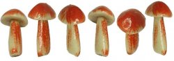6 Mushrooms natural color