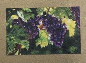 Sun-Dappled Grapes Print