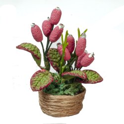 PINK CONE HOUSE PLANT B0543