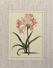 Belladonna Lily Ehret Print
