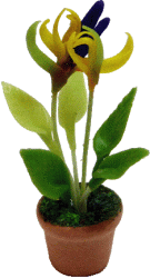 Tropical Flower in pot