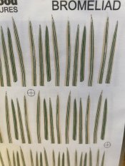 Bromeliad kit - leaves only