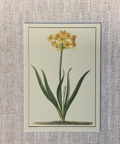 Narcissus Ehret Print
