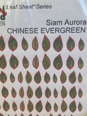 Chinese Evergreen kit Siam Aurora - leaves only