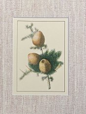 Cedar Ehret Print