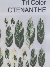 Ctenanthe kit - leaves only