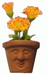Yellow Flowers in Sweet Faced Pot