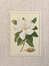 Magnolia Ehret Print