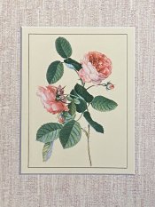 Provence Rose Ehret Print