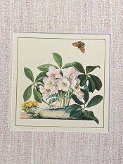 Hellebore Ehret Print