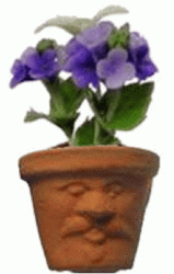 Purple flowers in face pot