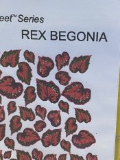 Rex Begonia Pink - Leaves Only