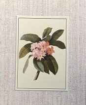 Plumeria Ehret Print