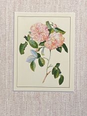 Striped Rose Ehret Print