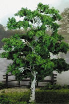 MBTRE8BIR - Tree- Premade 8 Inch Birch, 2Pc